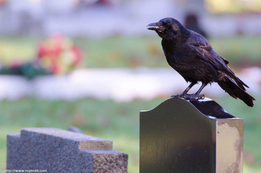 2012.11.18 - Norwich Cemetery - 13