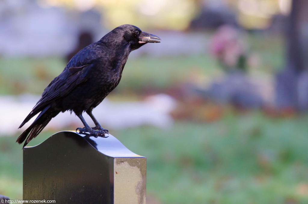 2012.11.18 - Norwich Cemetery - 14