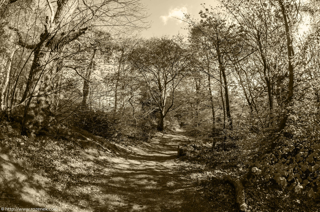 2013.05.04 - Lion Wood Norwich - 02