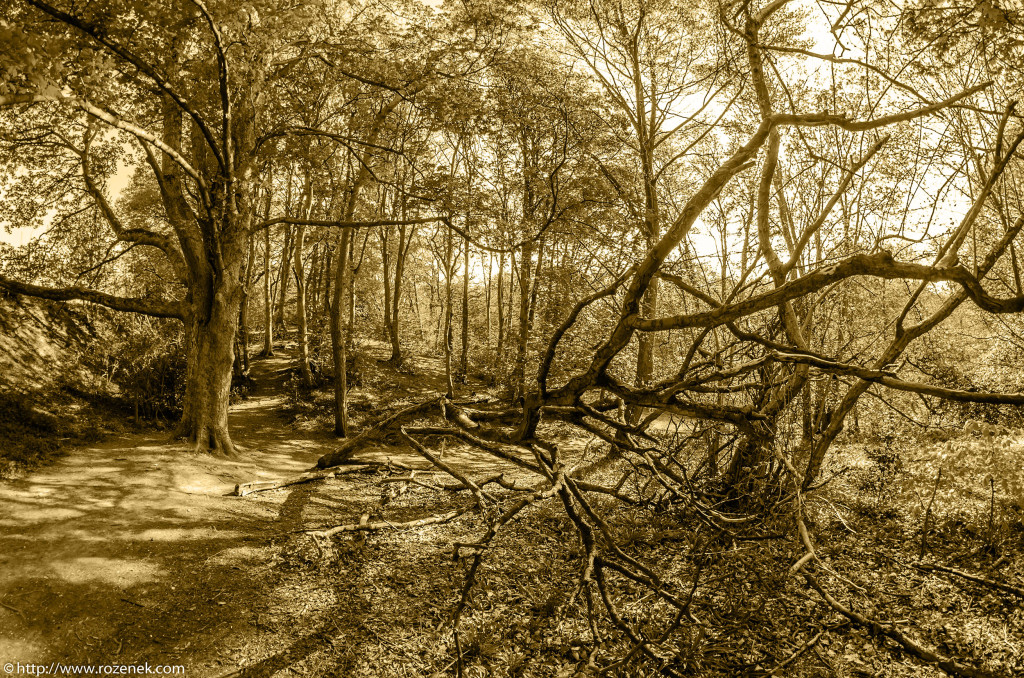 2013.05.04 - Lion Wood Norwich - 04