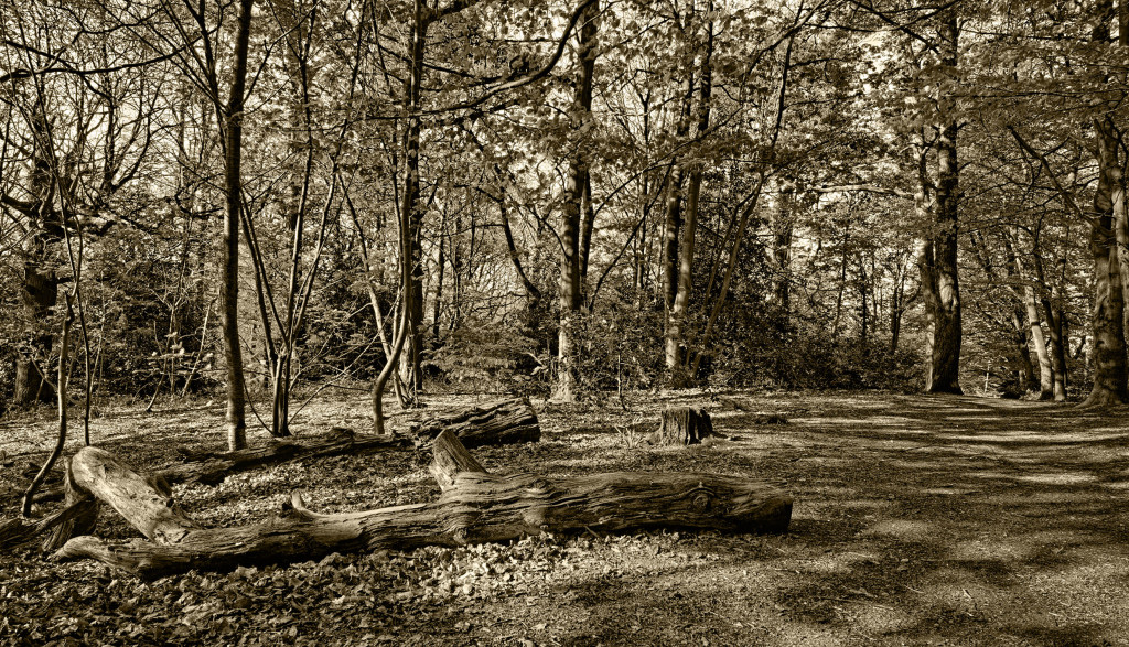 2013.05.04 - Lion Wood Norwich - HDR-01