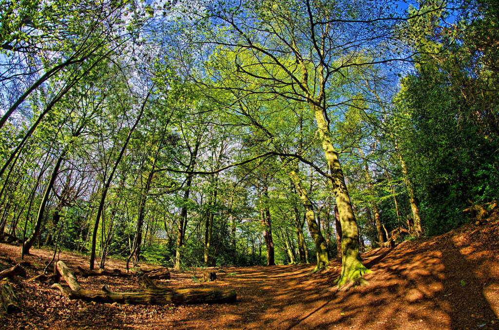 2013.05.04 - Lion Wood Norwich - HDR-02