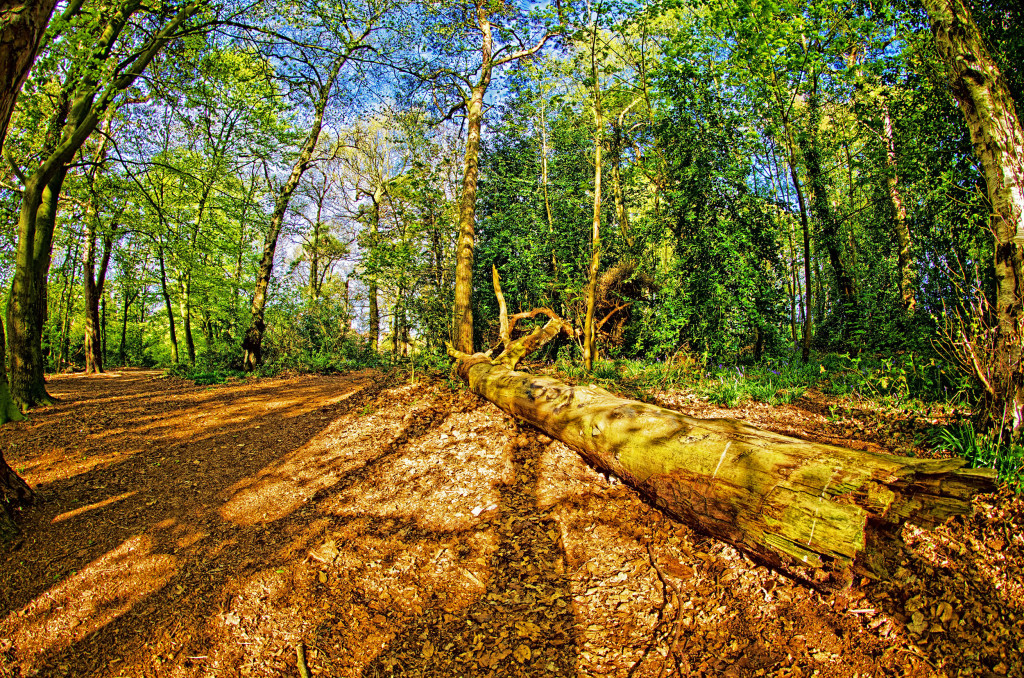 2013.05.04 - Lion Wood Norwich - HDR-03