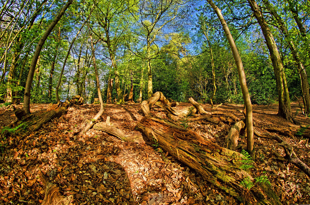 2013.05.04 - Lion Wood Norwich - HDR-04