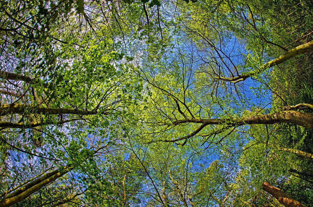 2013.05.04 - Lion Wood Norwich - HDR-06
