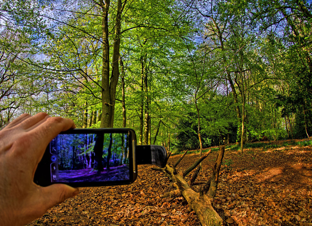 2013.05.04 - Lion Wood Norwich - HDR-07