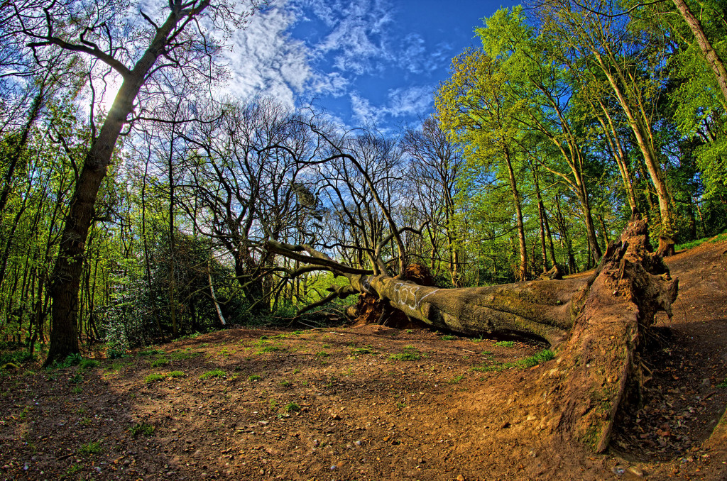2013.05.04 - Lion Wood Norwich - HDR-09