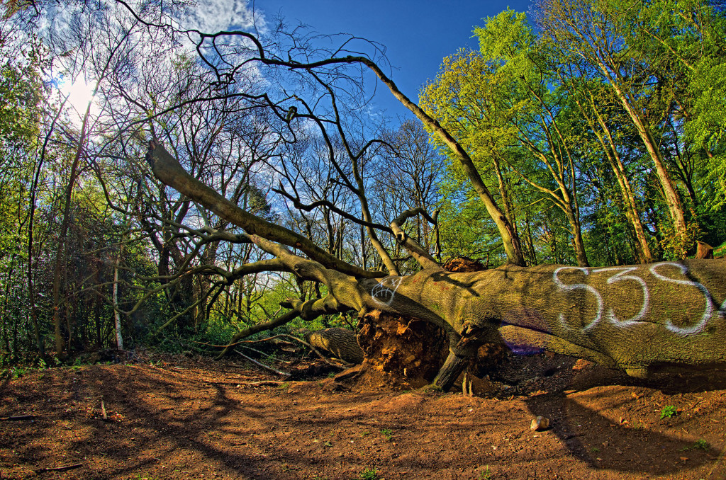 2013.05.04 - Lion Wood Norwich - HDR-10