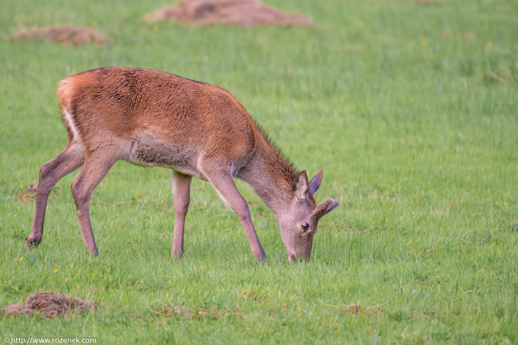 2013.08.30 - Glenfinnan Deers - 01