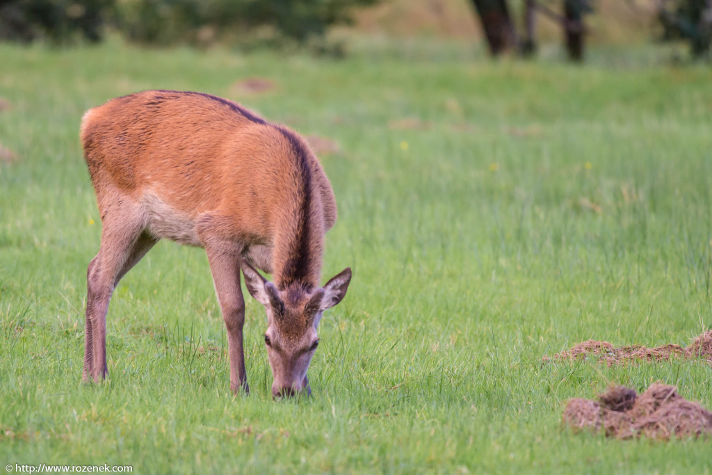 2013.08.30 - Glenfinnan Deers - 05