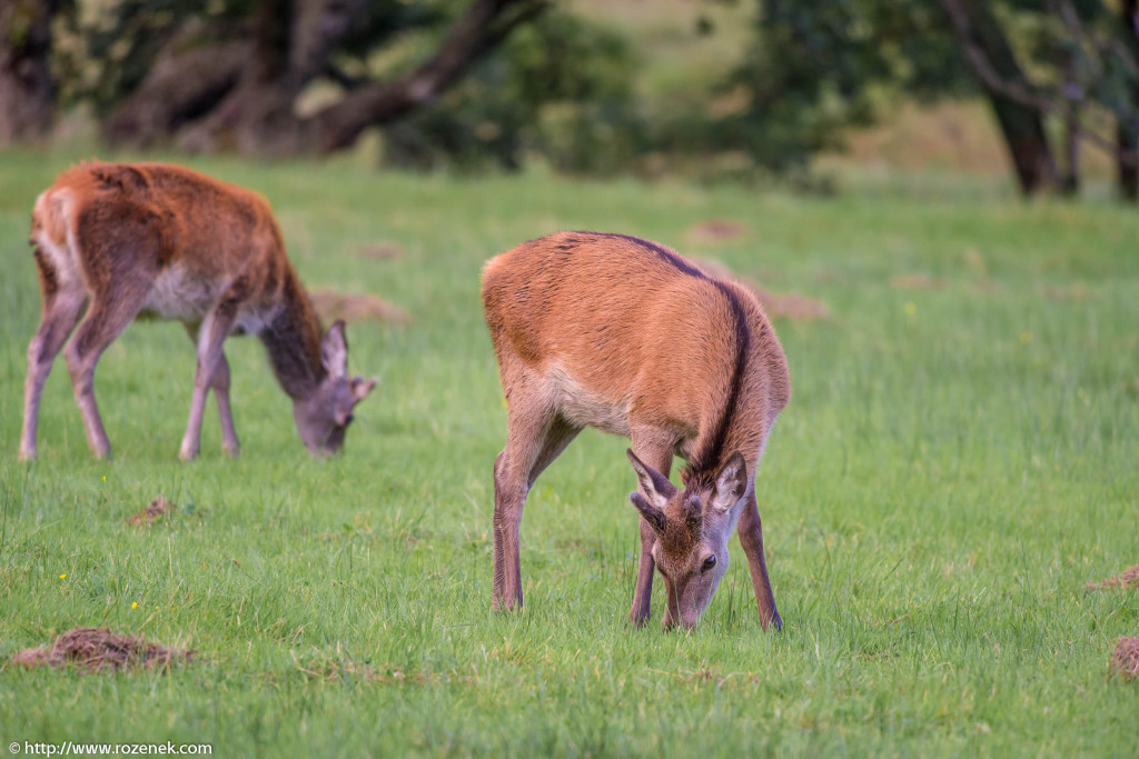 2013.08.30 - Glenfinnan Deers - 07