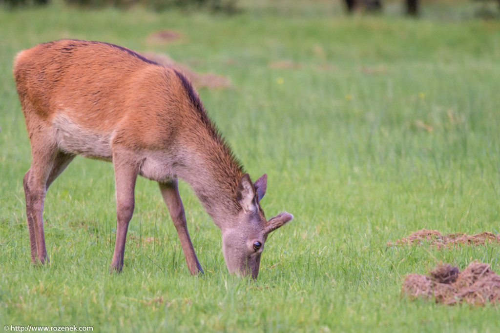2013.08.30 - Glenfinnan Deers - 10
