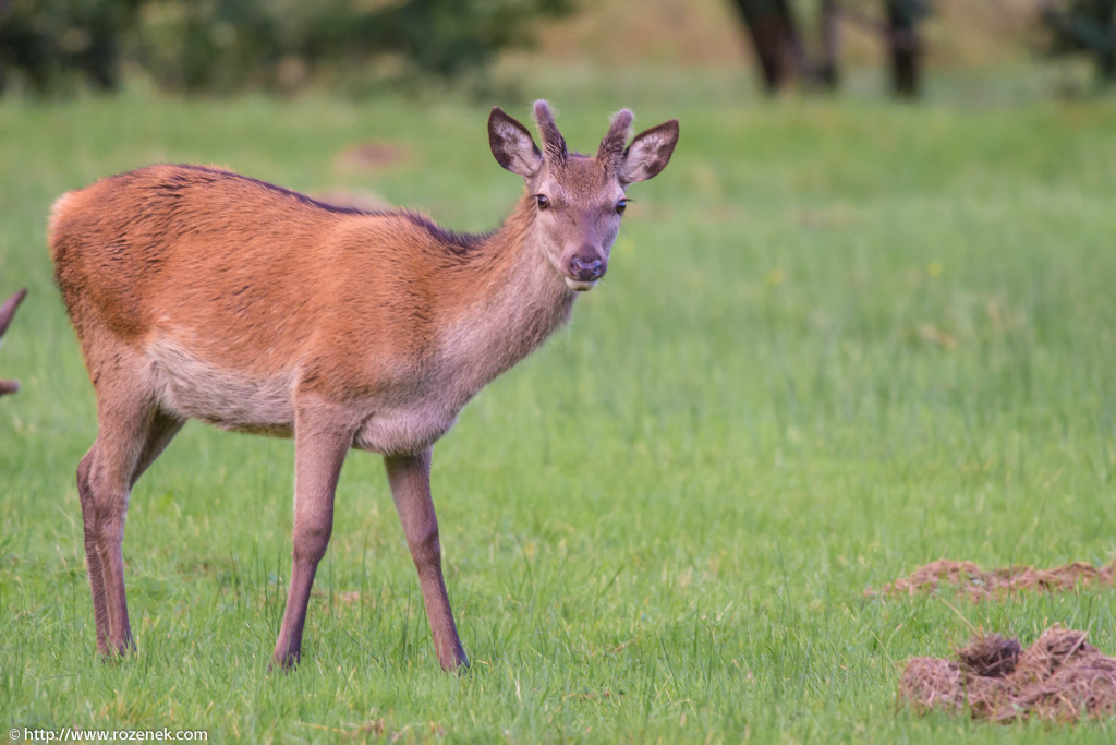 2013.08.30 - Glenfinnan Deers - 12