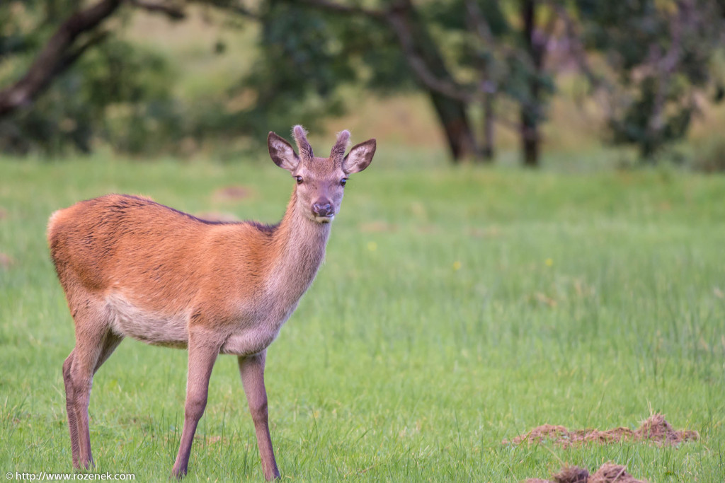 2013.08.30 - Glenfinnan Deers - 14