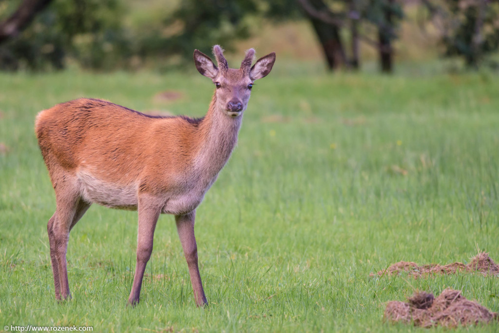 2013.08.30 - Glenfinnan Deers - 15