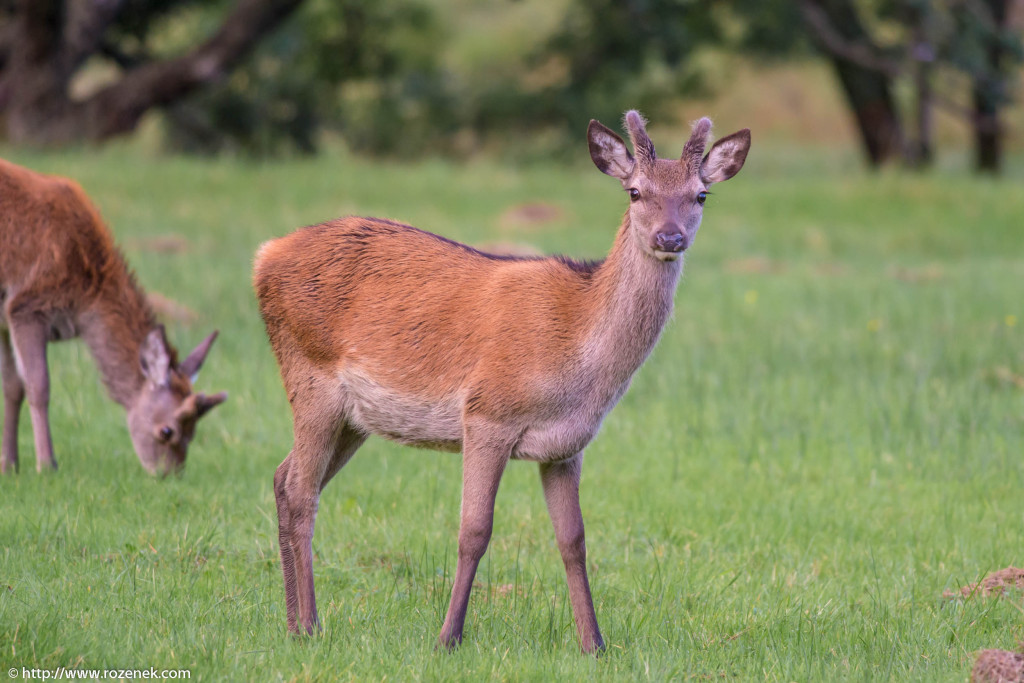 2013.08.30 - Glenfinnan Deers - 16