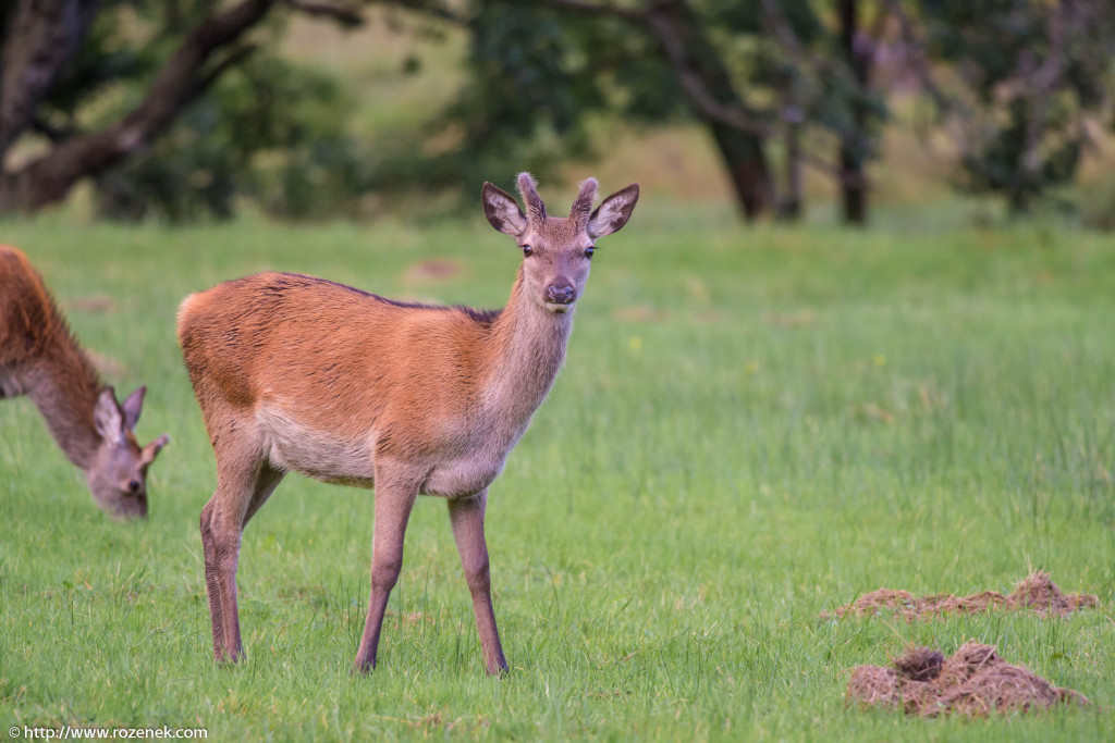 2013.08.30 - Glenfinnan Deers - 17