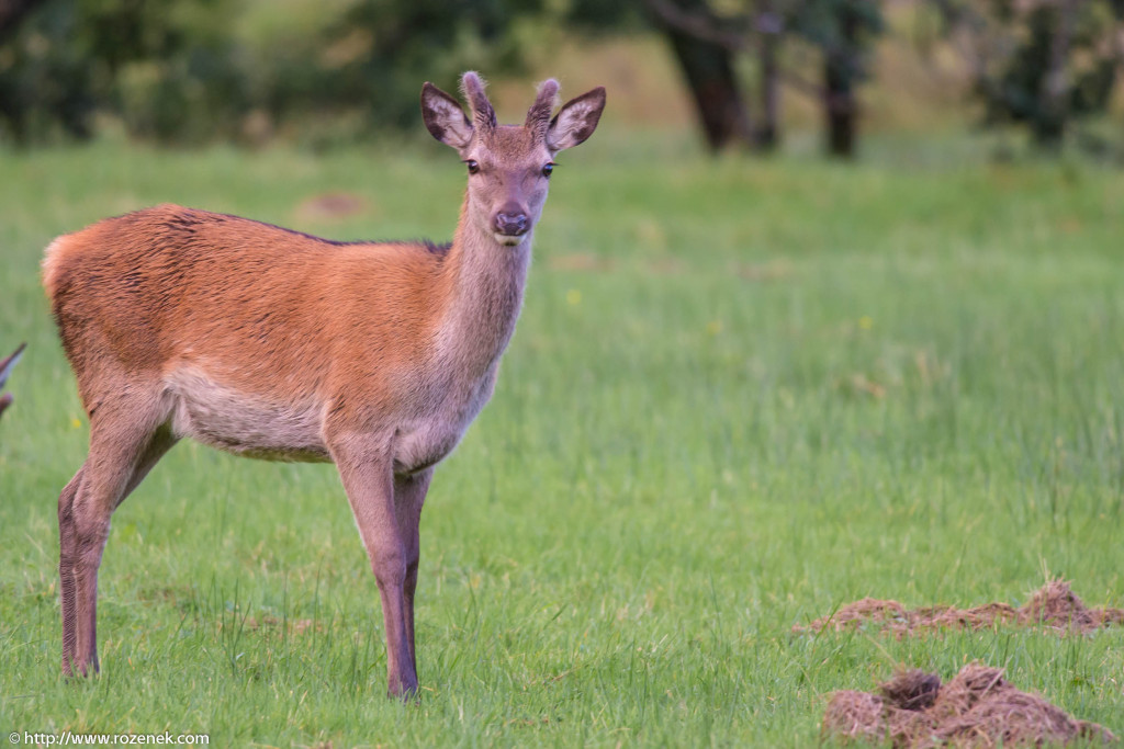 2013.08.30 - Glenfinnan Deers - 18