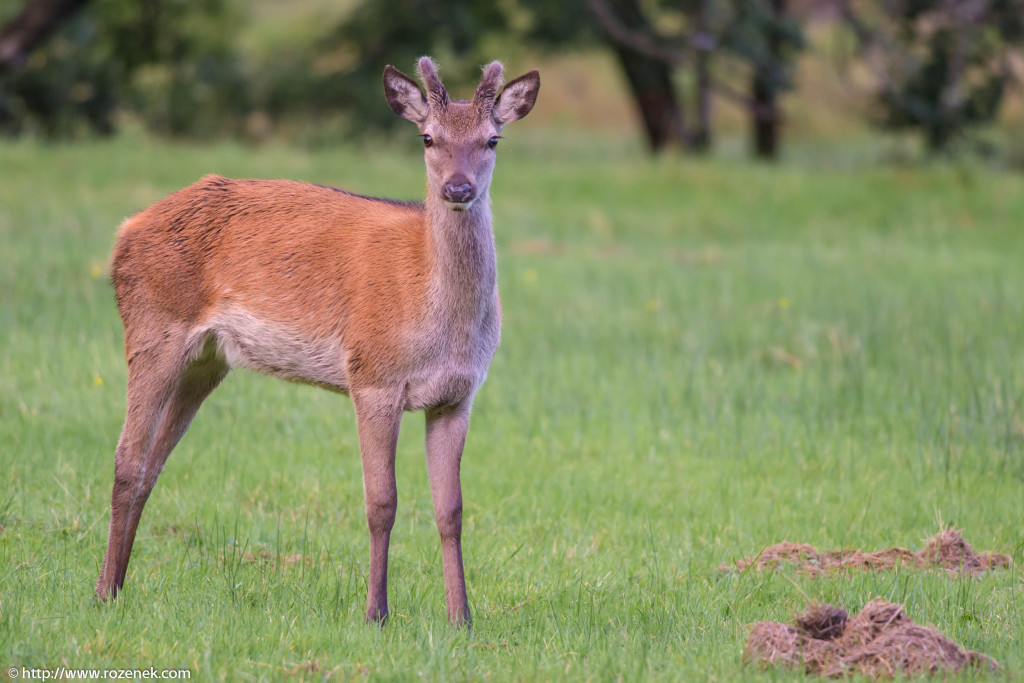 2013.08.30 - Glenfinnan Deers - 19