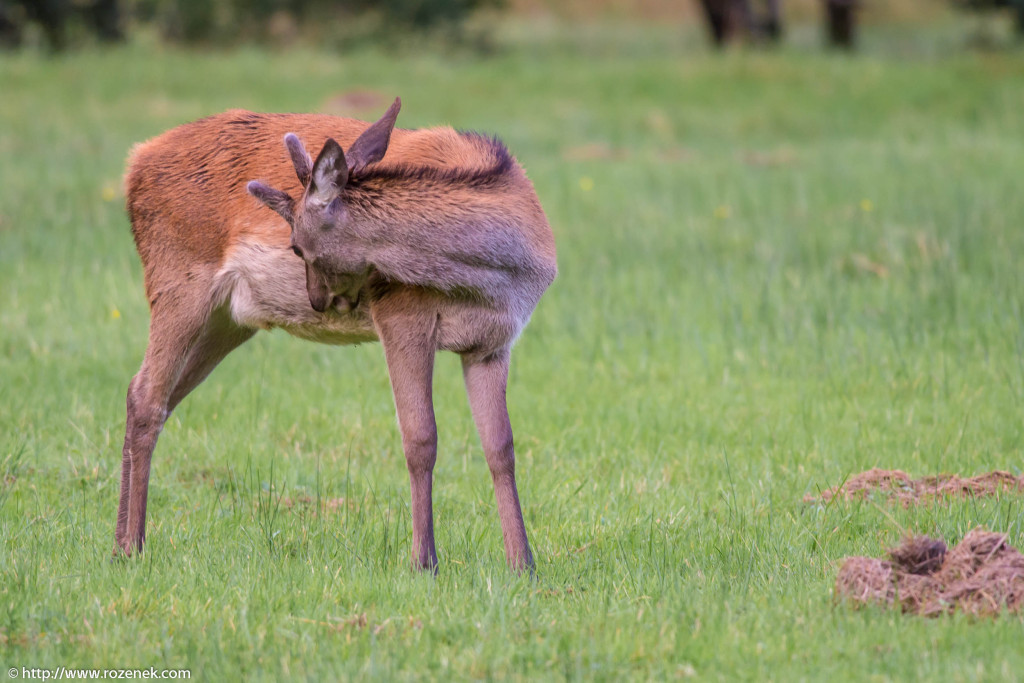 2013.08.30 - Glenfinnan Deers - 20