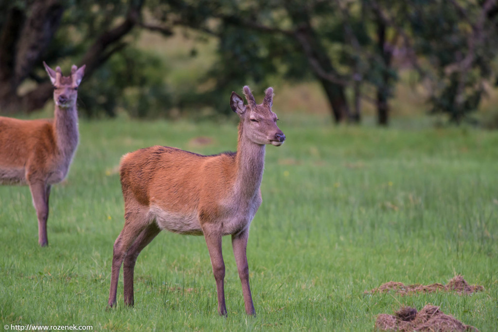 2013.08.30 - Glenfinnan Deers - 21