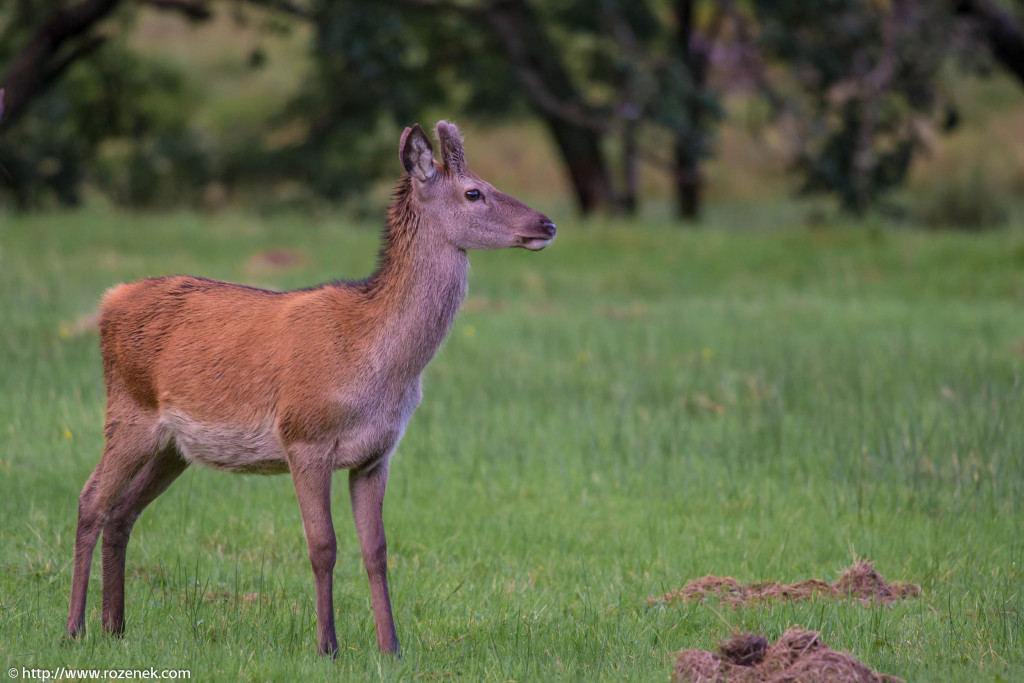 2013.08.30 - Glenfinnan Deers - 22