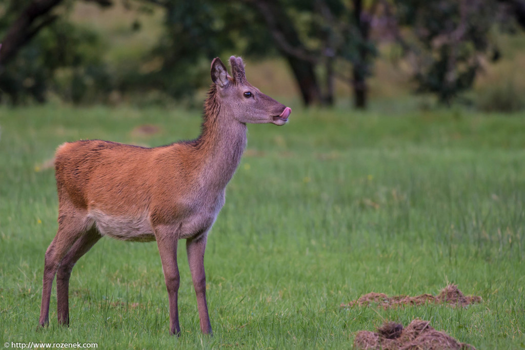 2013.08.30 - Glenfinnan Deers - 23