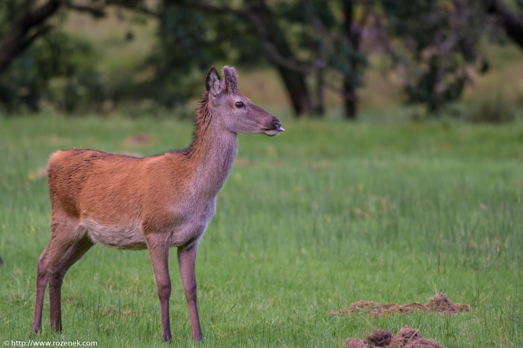 2013.08.30 - Glenfinnan Deers - 24