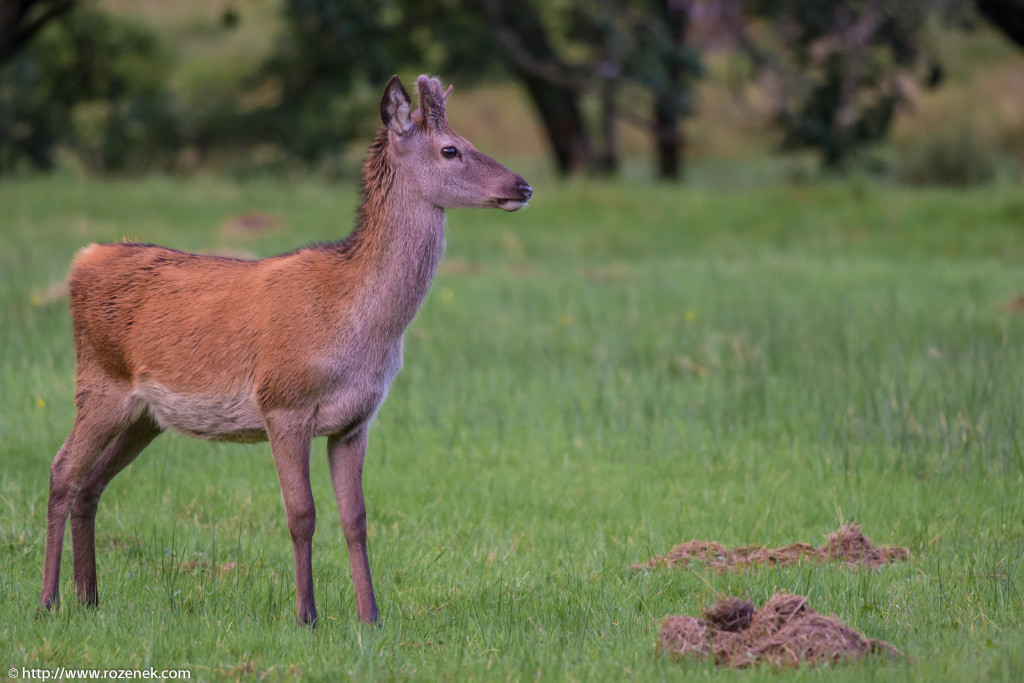 2013.08.30 - Glenfinnan Deers - 25