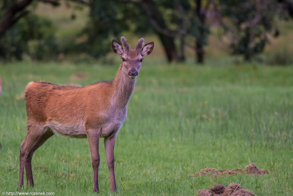 2013.08.30 - Glenfinnan Deers - 26