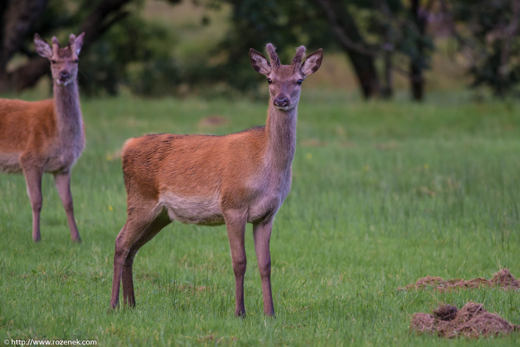 2013.08.30 - Glenfinnan Deers - 28
