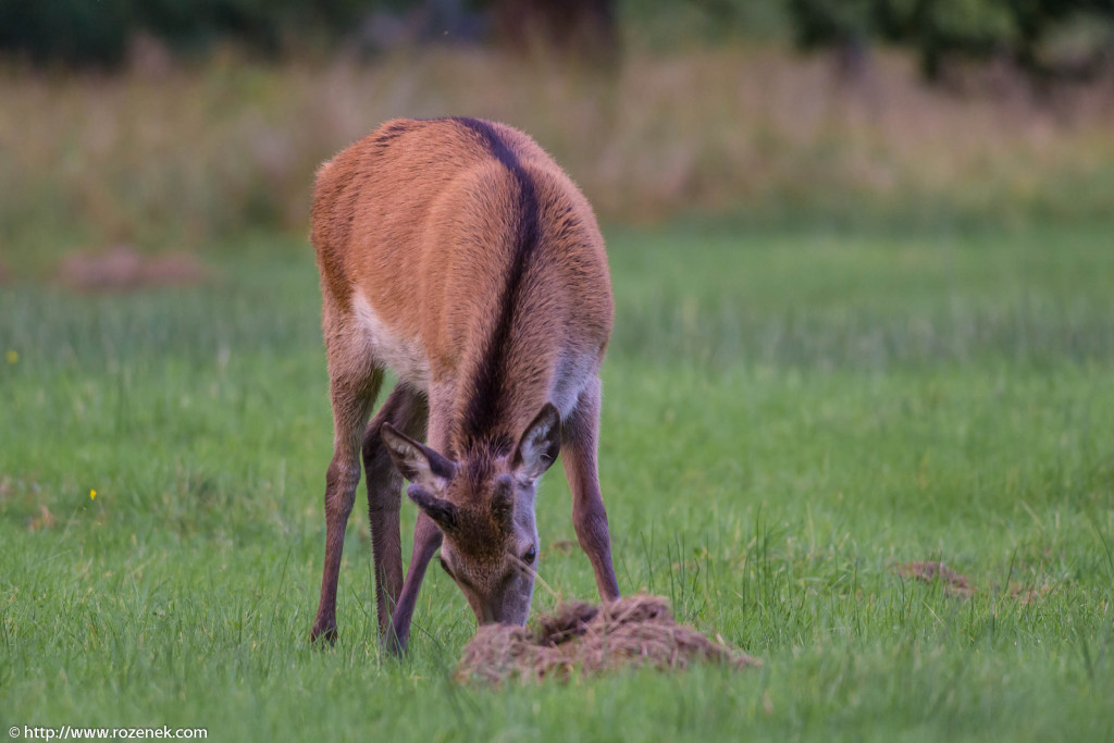 2013.08.30 - Glenfinnan Deers - 29