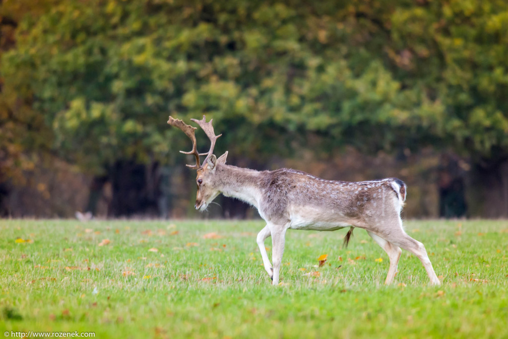 2013.11.30 - Holkham Deers - 02