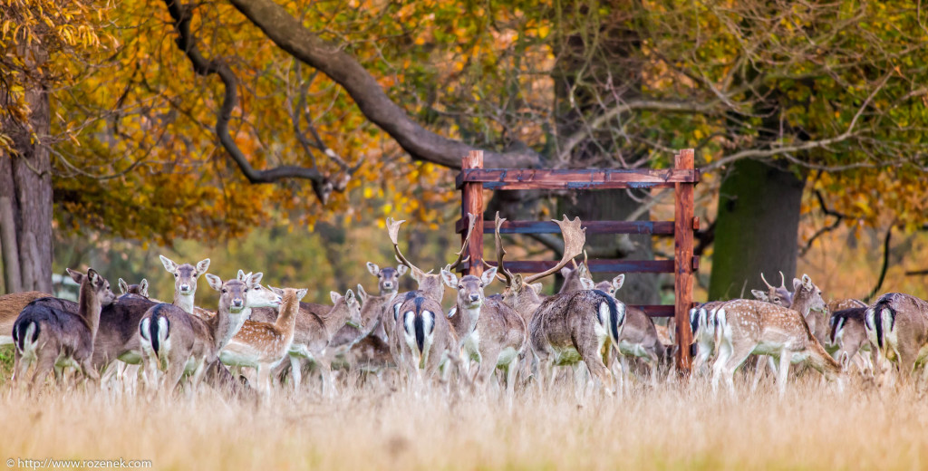 2013.11.30 - Holkham Deers - 04