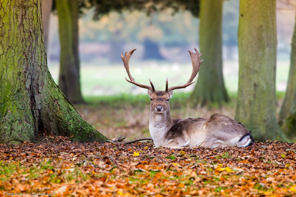 2013.11.30 - Holkham Deers - 05