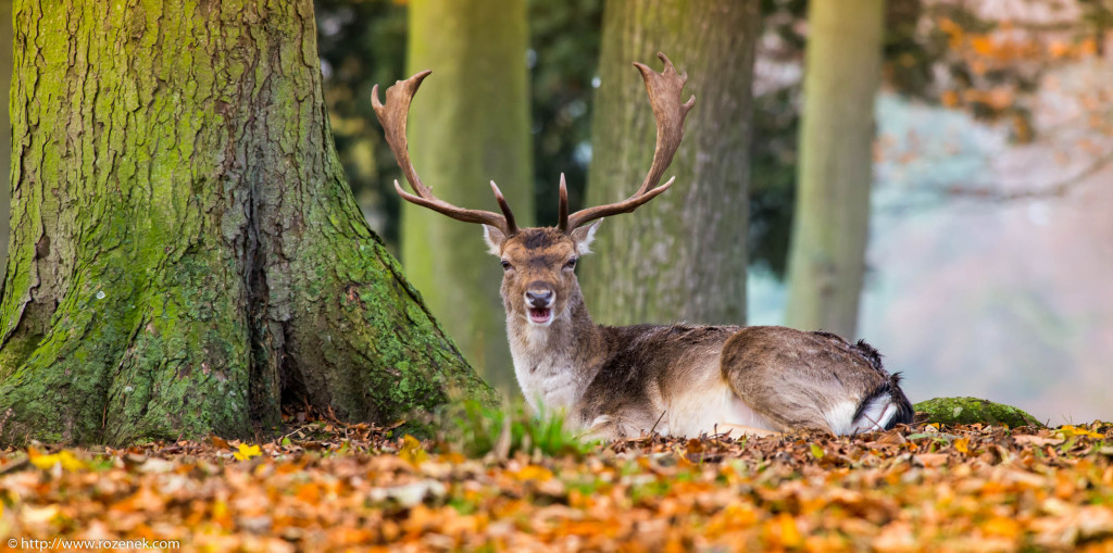 2013.11.30 - Holkham Deers - 09
