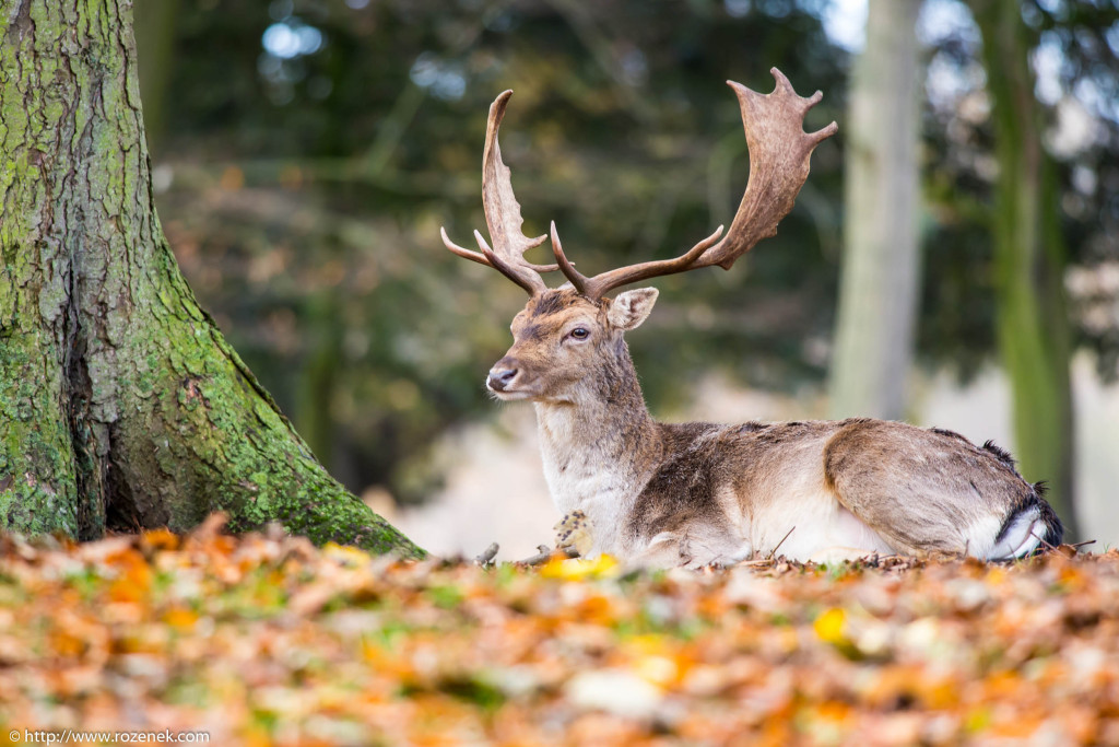 2013.11.30 - Holkham Deers - 11