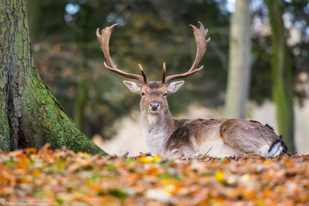 2013.11.30 - Holkham Deers - 13