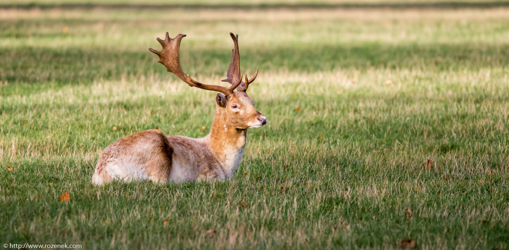 2013.11.30 - Holkham Deers - 15