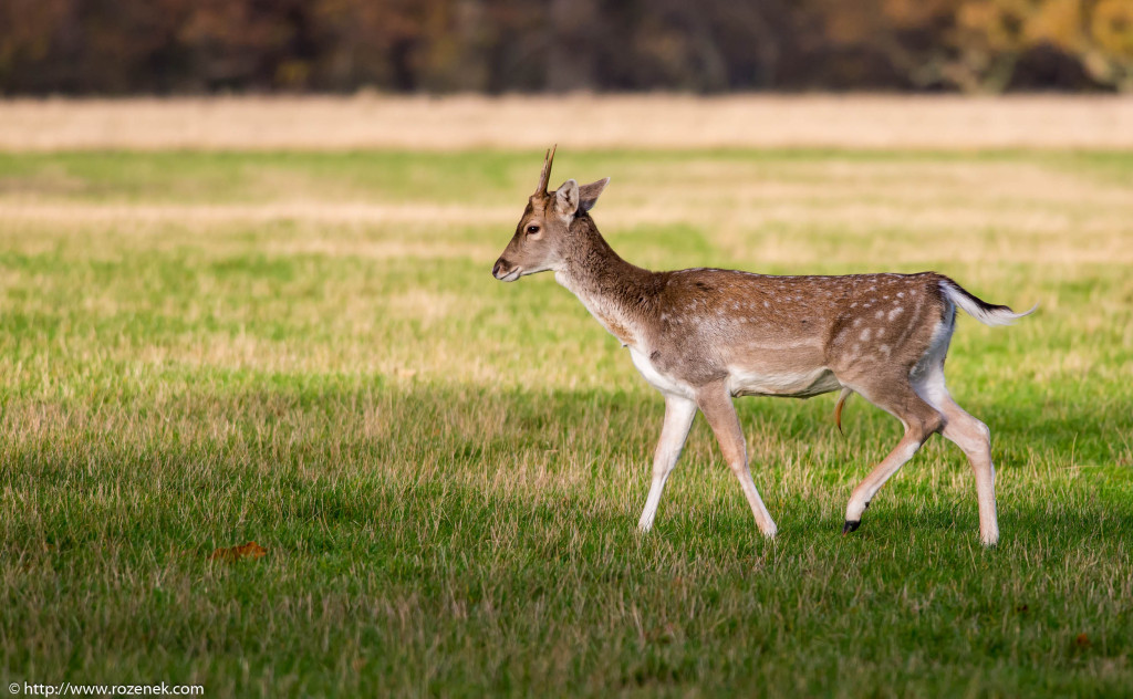 2013.11.30 - Holkham Deers - 16