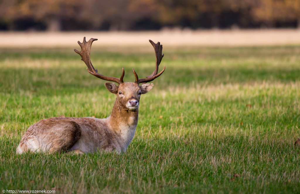 2013.11.30 - Holkham Deers - 17