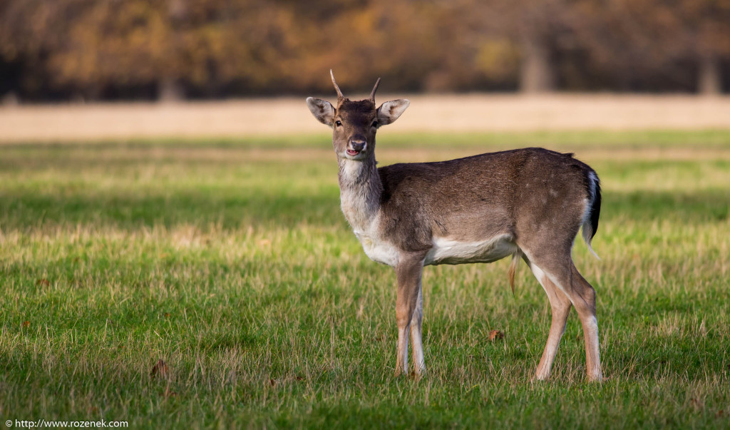 2013.11.30 - Holkham Deers - 18