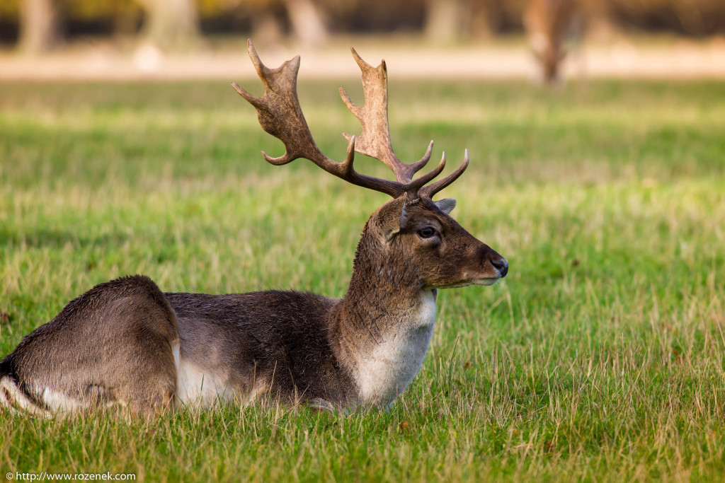 2013.11.30 - Holkham Deers - 19