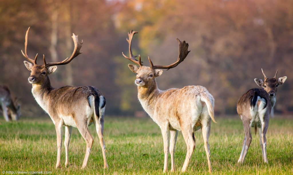 2013.11.30 - Holkham Deers - 20