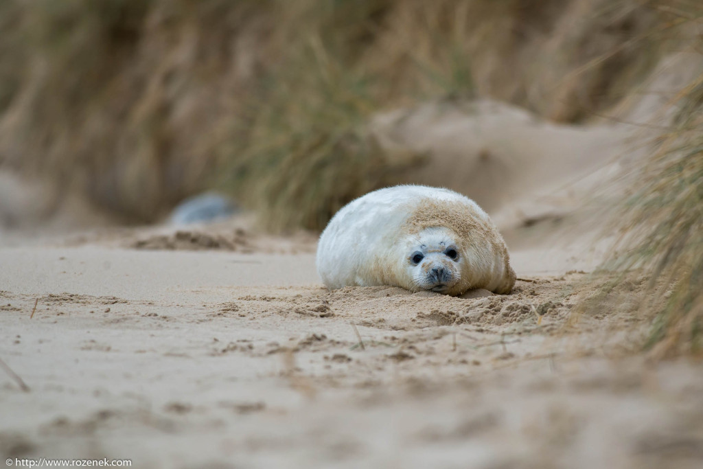 2013.12.24 - Seals - 38