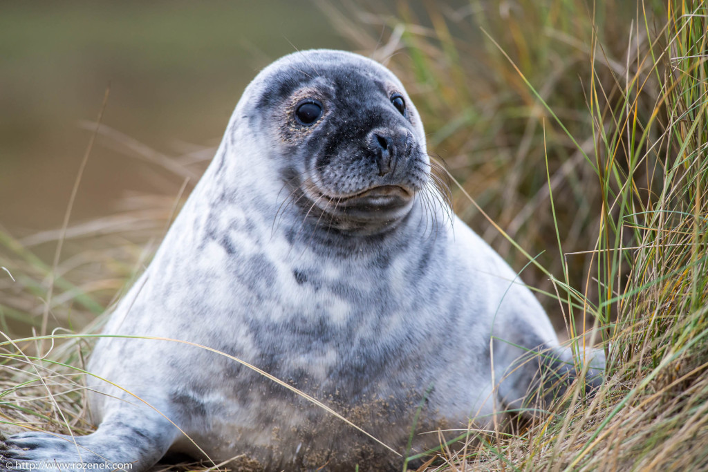 2013.12.24 - Seals - 39