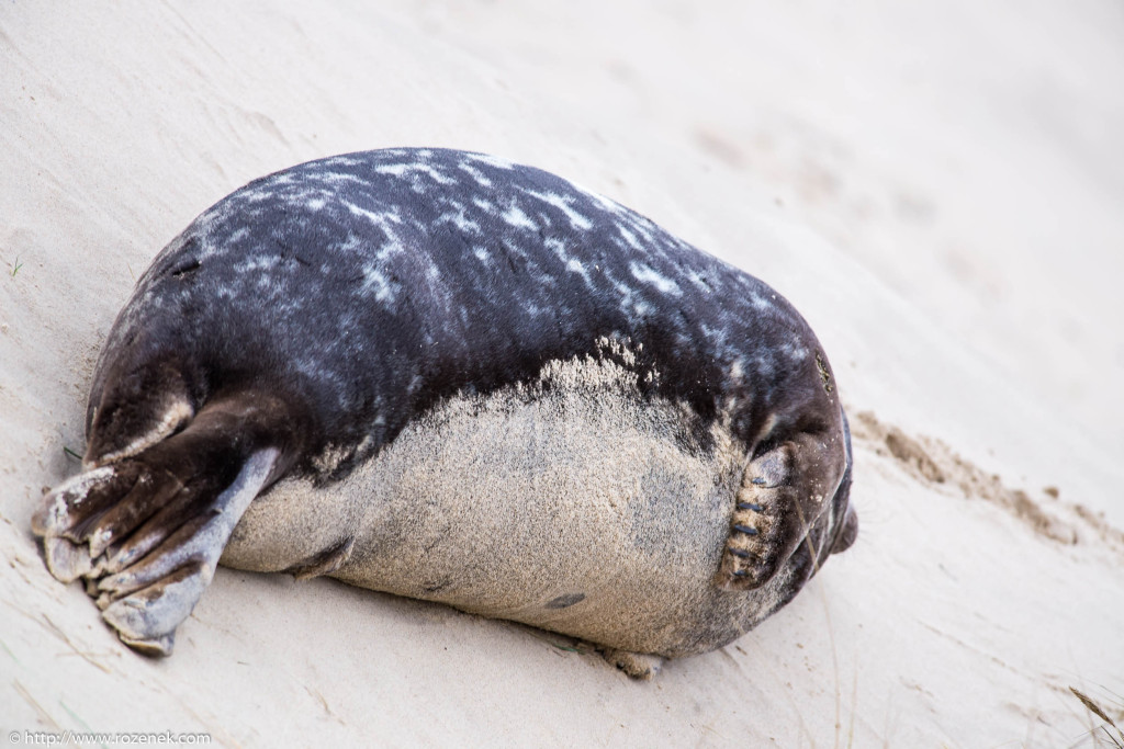 2013.12.24 - Seals - 41