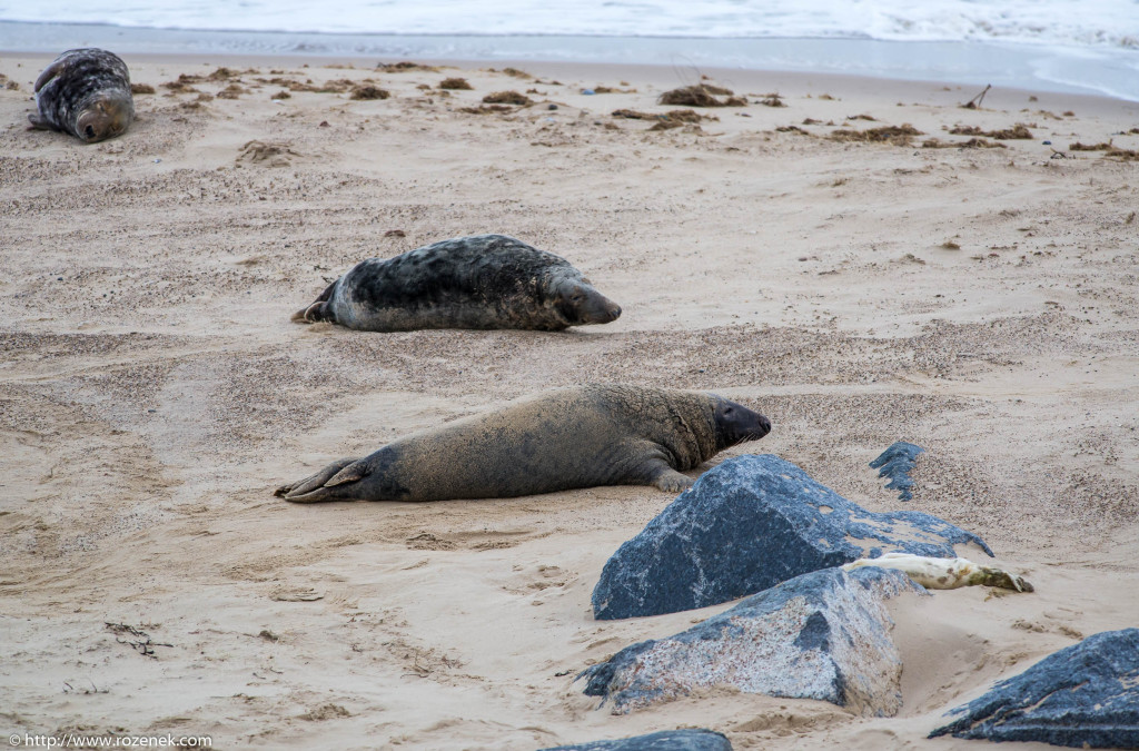 2013.12.24 - Seals - 42