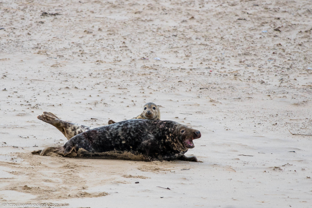 2013.12.24 - Seals - 43