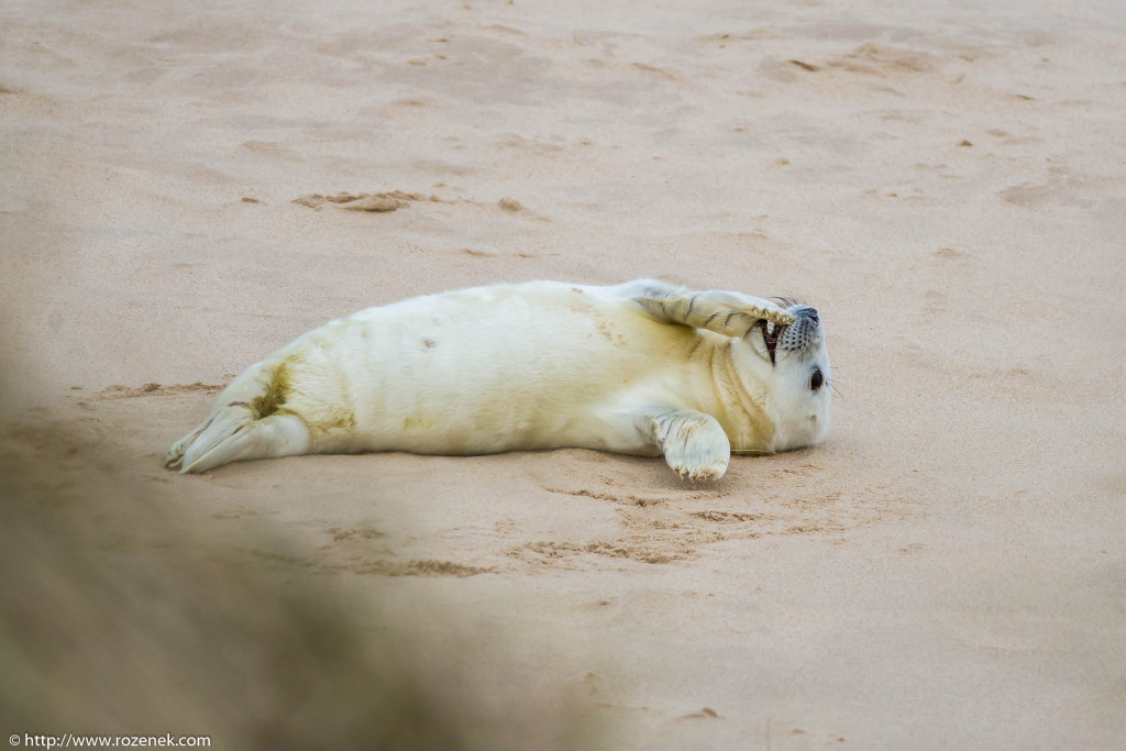 2013.12.24 - Seals - 44